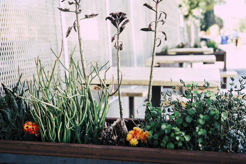 plants in outdoor entertaining space